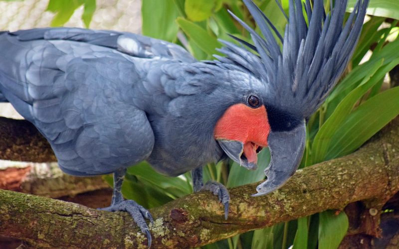 Palm cockatoos