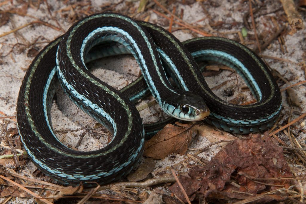 Blue-Striped Garter Snake