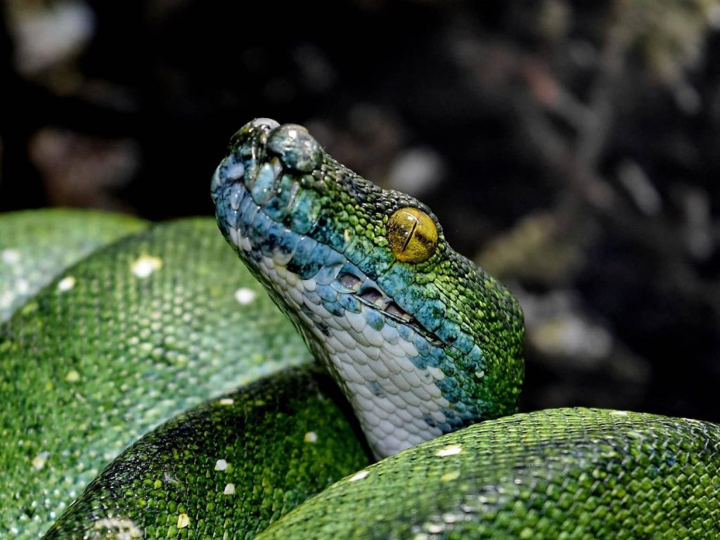 High Blue Green Tree Python