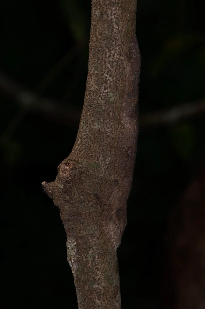 Leaf-tailed geckos are masters of disguise, and Uroplatus garamaso is one of the best