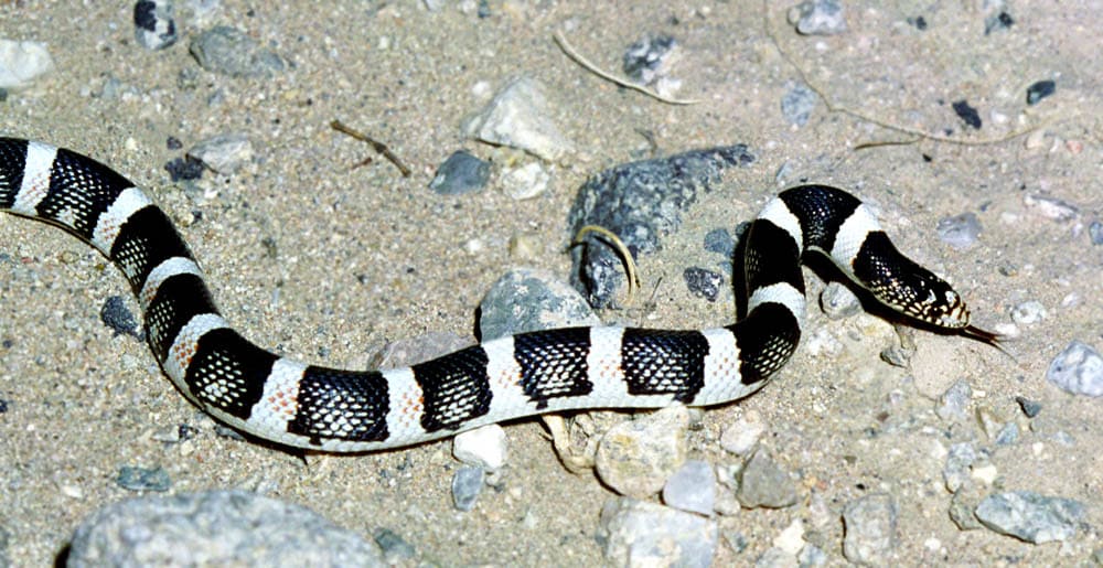  Western Long-Nosed Snake