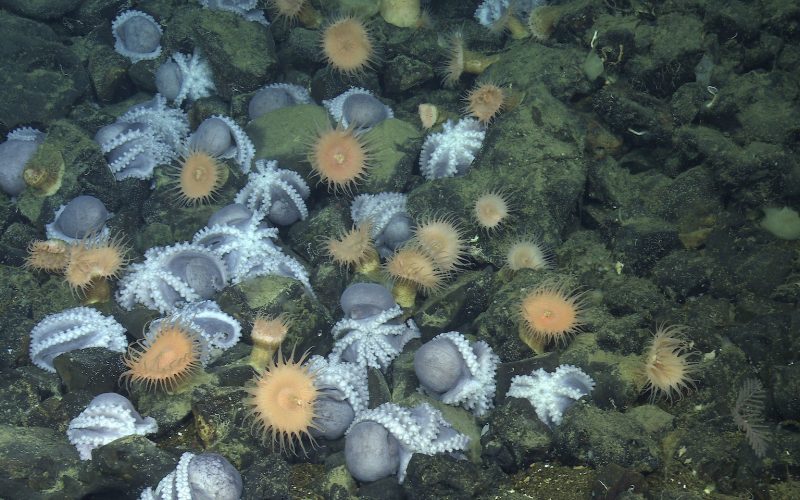 For three years, MBARI and collaborators monitored the Octopus Garden with high-tech tools.