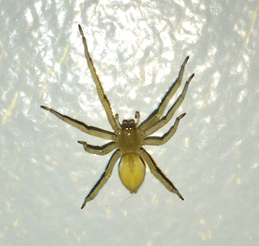 Northern Yellow Sac Spider