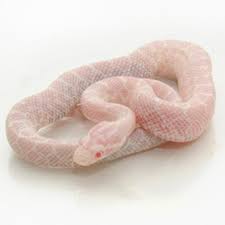 Snow Emoryi Rat Snake