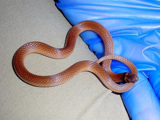 Southeastern Crown Snake