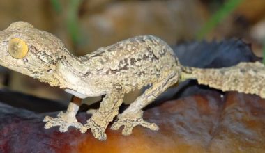 The unusual eyes of Uroplatus garamaso help to distinguish it from closely related species of leaf-tailed geckos
