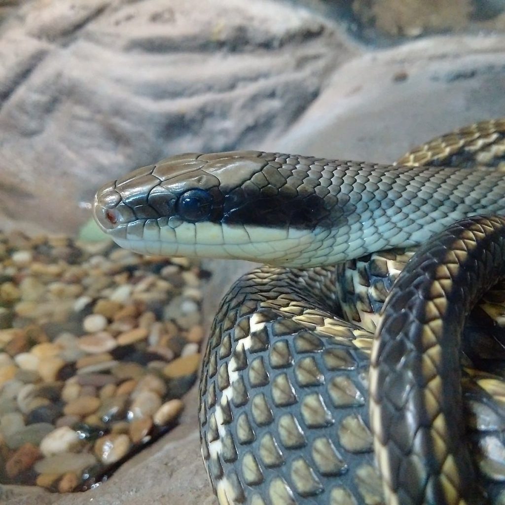 Vietnamese Blue Beauty Snake