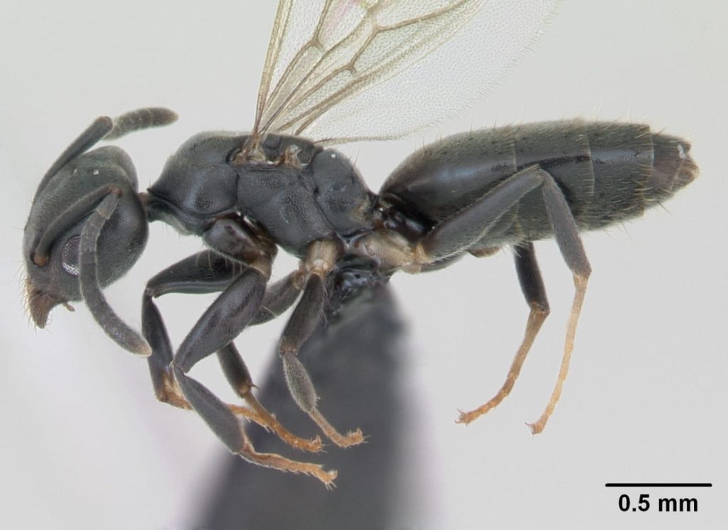 white-footed ants