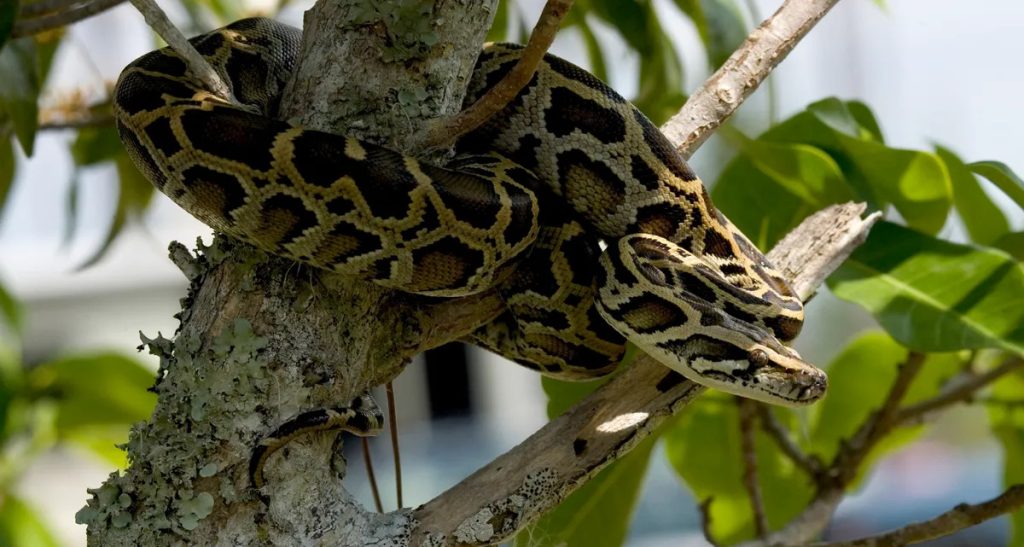 A Burmese python hanging out in the Everglades National Park