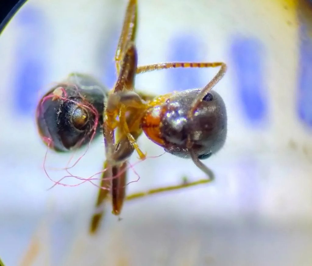 A Lasius grandis ant entangled in synthetic fibers.