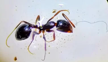 Another shot of an ant struggling with plastic fibers.