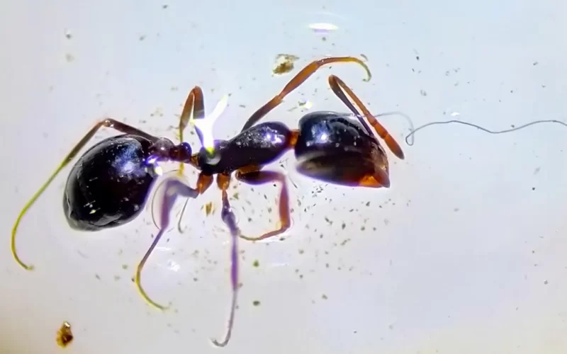 Another shot of an ant struggling with plastic fibers.