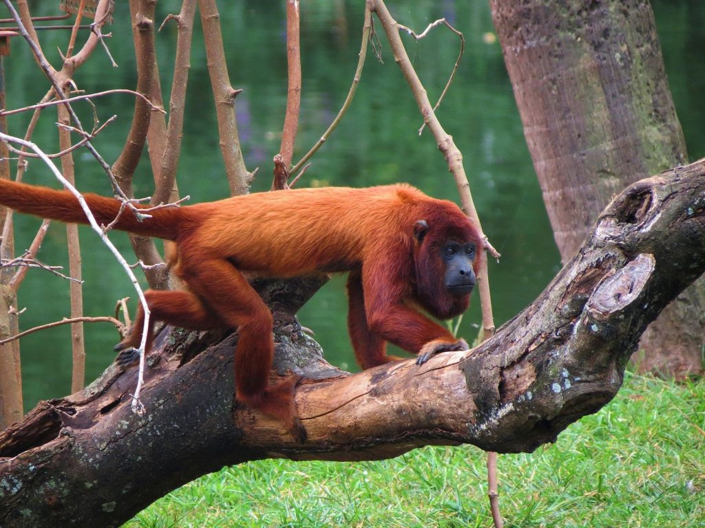 Bolivian Red Howler