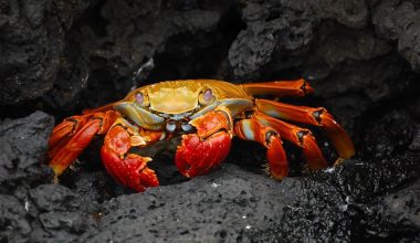 Sally lightfoot Crab
