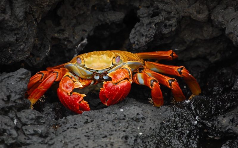Sally lightfoot Crab