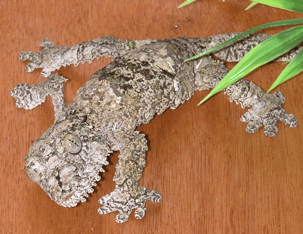 Uroplatus Gecko
