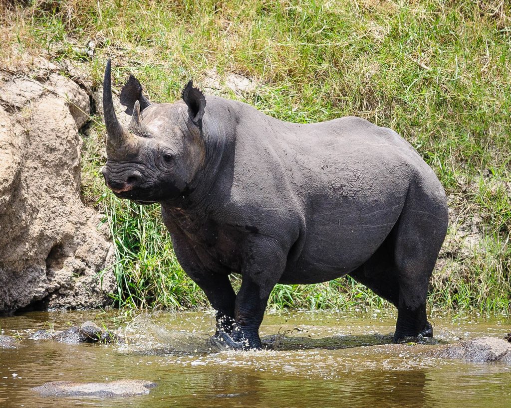 black rhinos in the northern Serengeti.