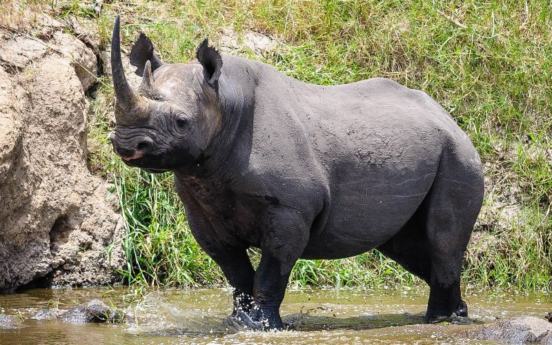 black rhinos in the northern Serengeti.