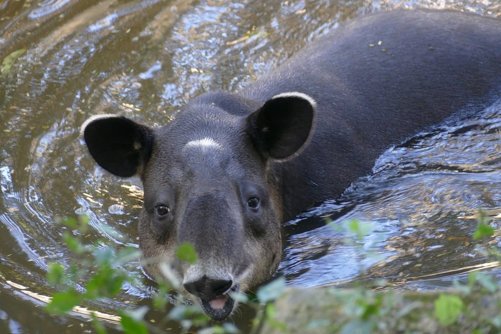 Baird’s Tapir