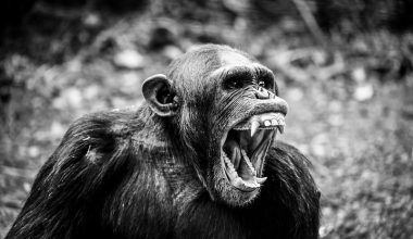 Chimpanzees Aggressive