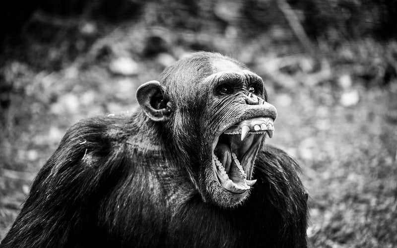 Chimpanzees Aggressive