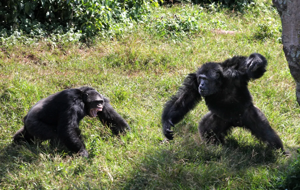 Chimpanzees can be just as aggressive and violent towards each other as humans.