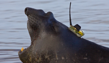 Discovering a new deep ocean canyon is all in a days work for this elephant seal.