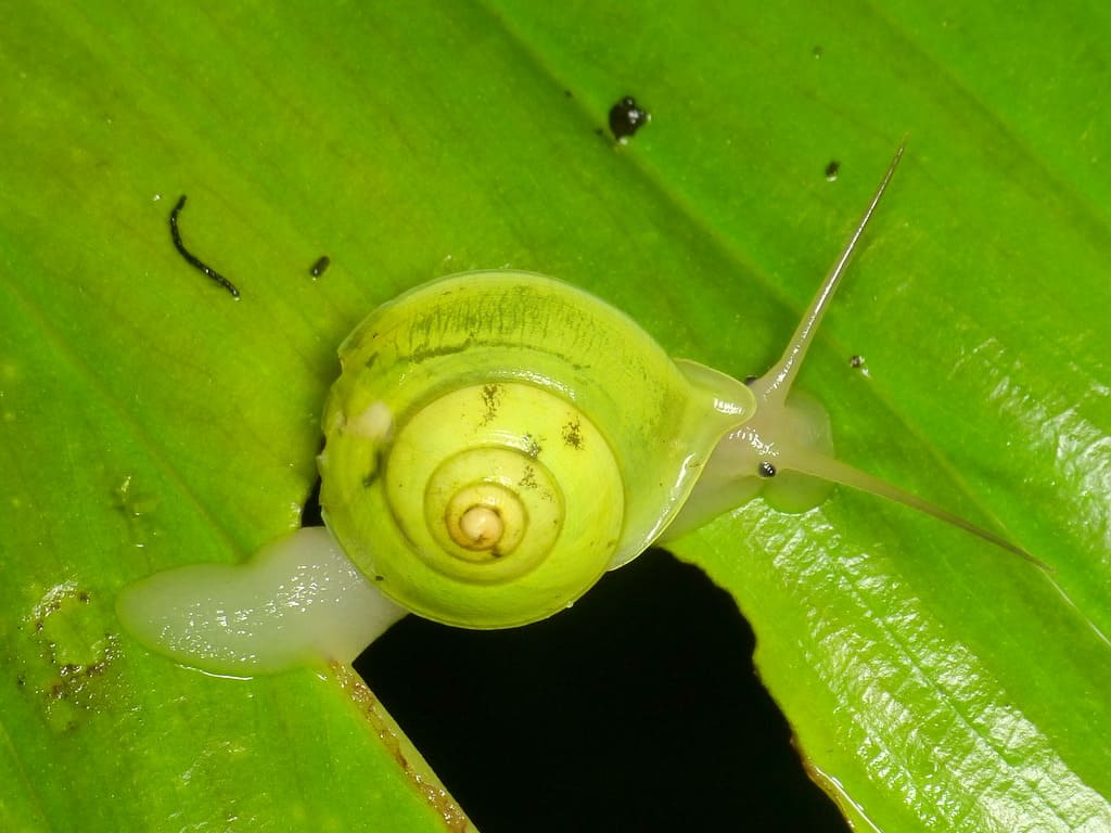 Emerald Green Snail
