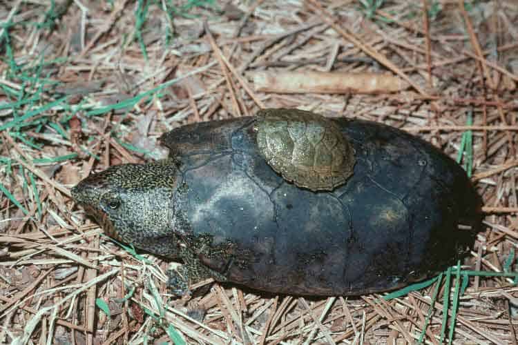 Flattened musk turtle