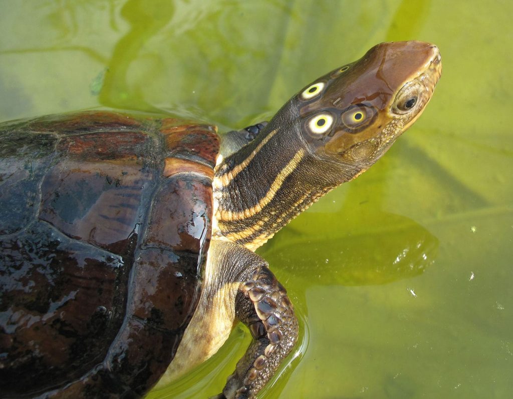 Four-Eyed Turtle