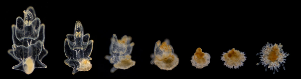Images of sea star metamorphosis, where they transition from larvae with a bilateral