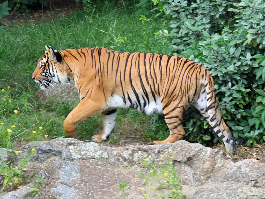 Indo-chinese Tiger
