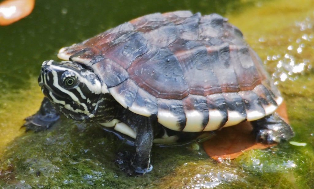 Malayan Snail-Eating Turtle