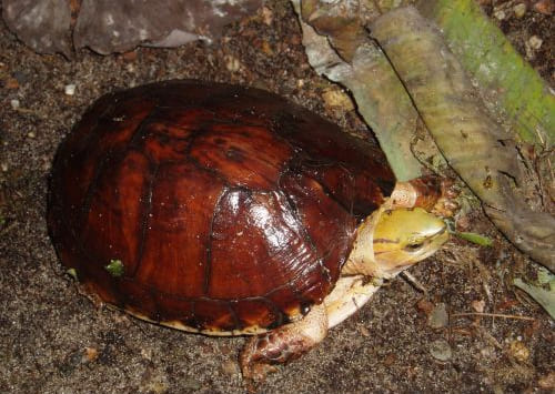 McCord's box turtle