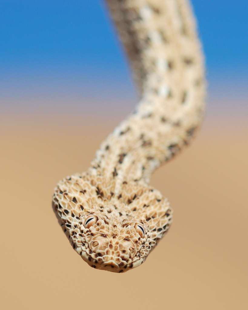 Namib Desert Sidewinding Adder
