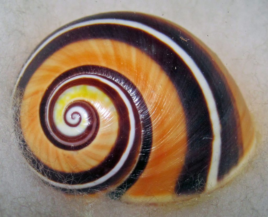 Painted Snail