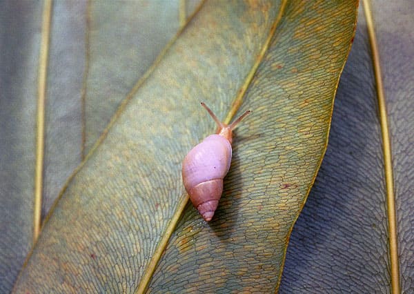 Pink Tree Snail