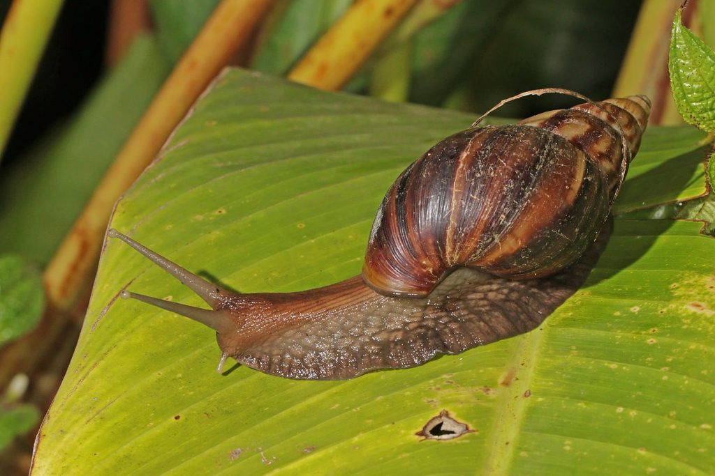 The Giant African Snail