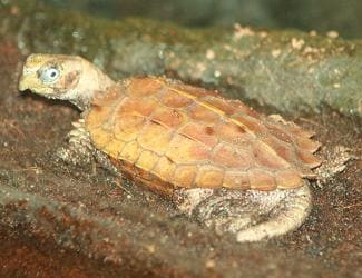 Vietnamese Black-Breasted Leaf Turtle