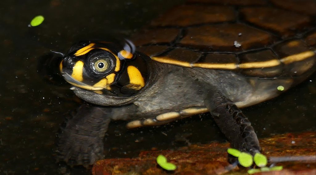 Yellow-Spotted River Turtle