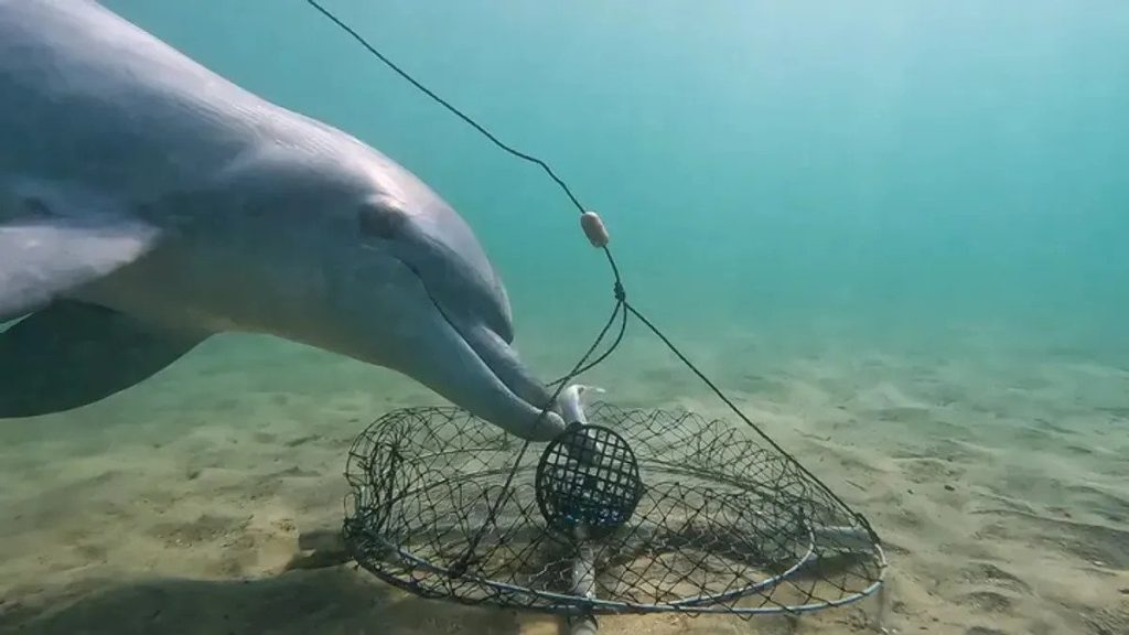Crab traps exist all over the world, but it's only off Bunbury that dolphins have worked out how to safely steal the bait.