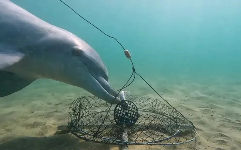 Crab traps exist all over the world, but it's only off Bunbury that dolphins have worked out how to safely steal the bait.