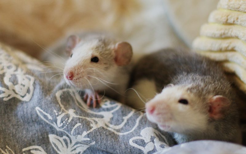 rats friends