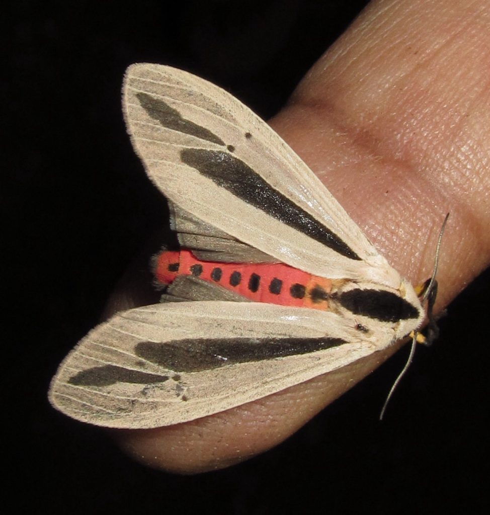 Baphomet Moth