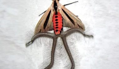 Baphomet Moth four long protruding structures called coremata that are used to attract mates.