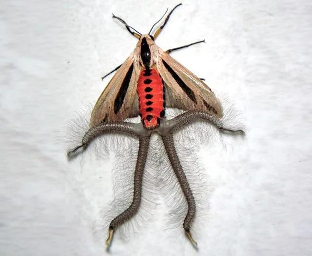 Baphomet Moth four long protruding structures called coremata that are used to attract mates.