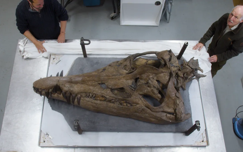 Chris Moore and Steve Etches showed IFLScience the huge 2-meter skull belonging to an ancient marine reptile apex predator that could have bitten a car in half.