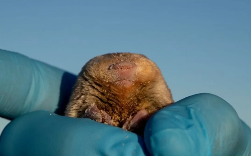 Confirming these rare moles are still alive means we can better protect the few habitats where they can still be found