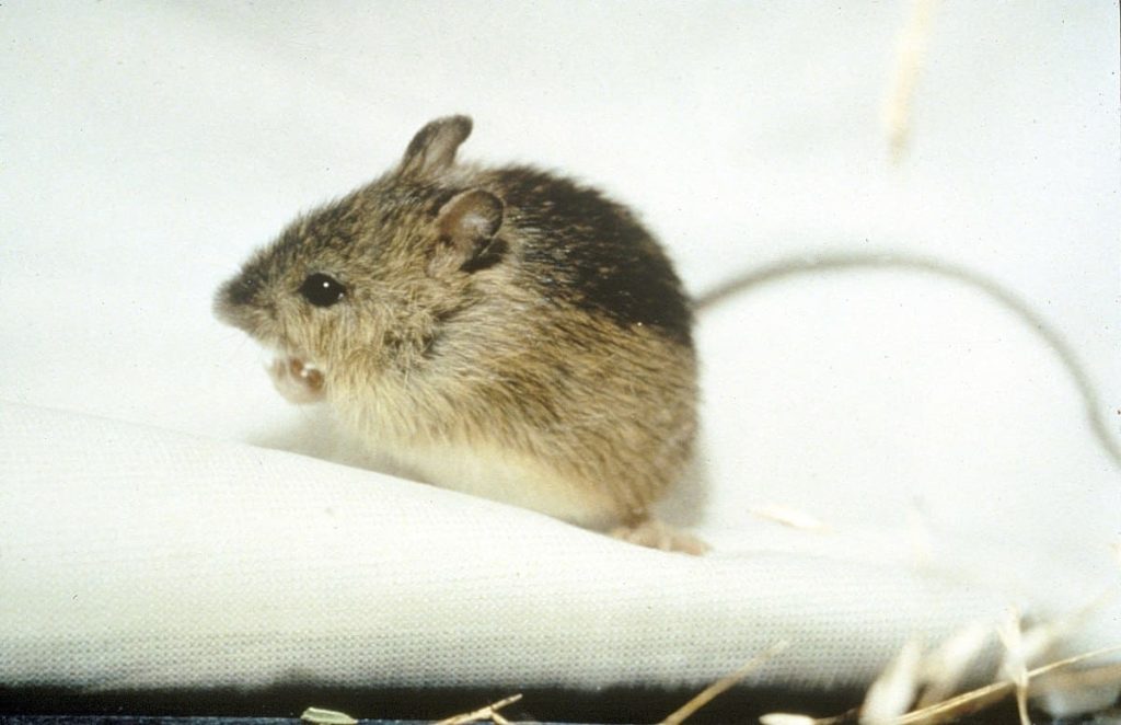 Meadow jumping mouse