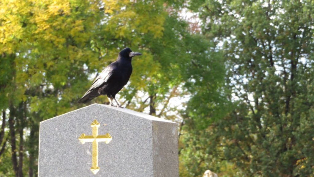 Mini wildlife Santuary among Cemeteries